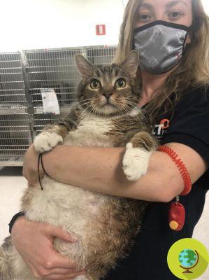 Lasanha, a gata obesa abandonada devido aos quilos adquiridos durante a quarentena