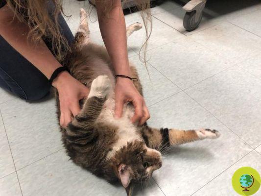 Lasanha, a gata obesa abandonada devido aos quilos adquiridos durante a quarentena