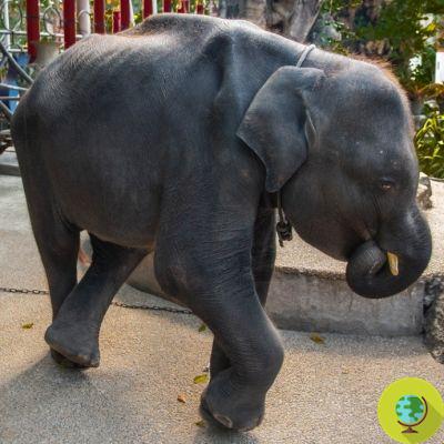 Farewell to the little Thai 'Dumbo' who died at the zoo while doing stunts for the tourists