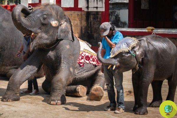 Adeus ao pequeno 'Dumbo' tailandês que morreu no zoológico enquanto fazia acrobacias para os turistas