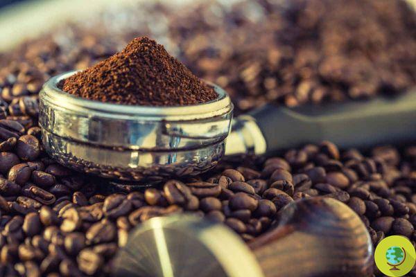 El sabor del café puede no volver a ser el mismo debido al cambio climático
