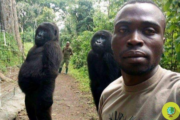 Adeus a Ndakasi, a gorila 