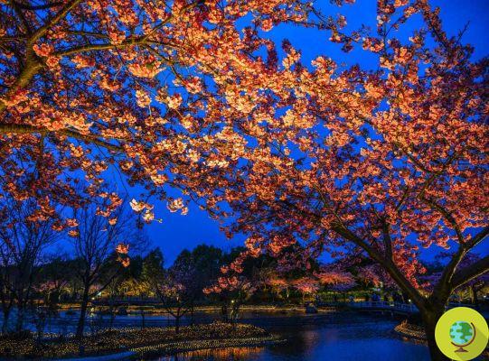 Yozakura: el maravilloso florecimiento de los cerezos japoneses por la noche