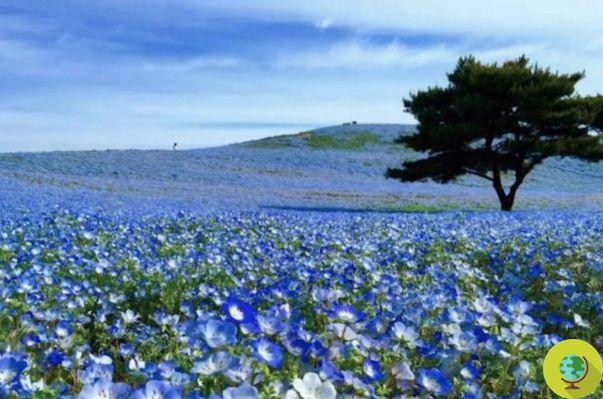 A flor encantadora da Nemophila Azul, um mar de flores no Japão