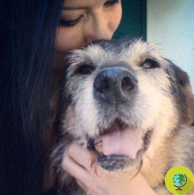 Este voluntário adota os cães idosos que ninguém quer para não deixá-los morrer no canil
