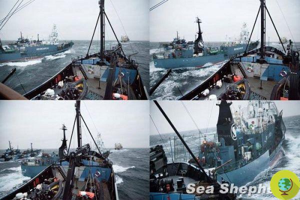 Sea Shepherd atacada por flota ballenera japonesa (VIDEO)