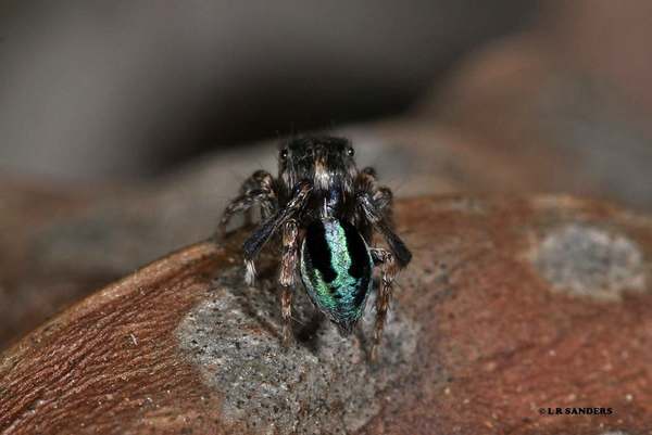Araña pavo real: 7 nuevas especies de la araña más hermosa del mundo (FOTO y VIDEO)