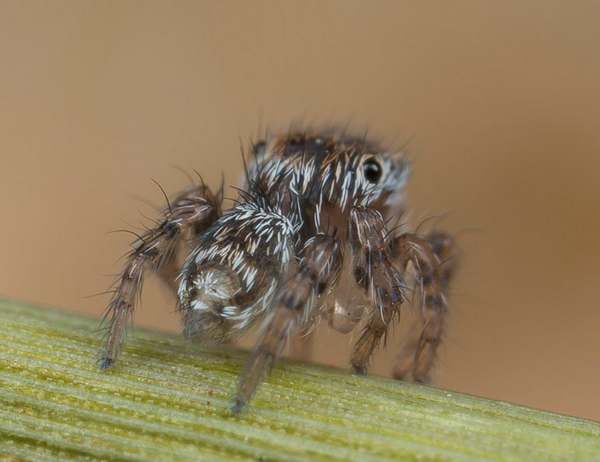 Araignée paon : 7 nouvelles espèces de la plus belle araignée du monde (PHOTO et VIDEO)