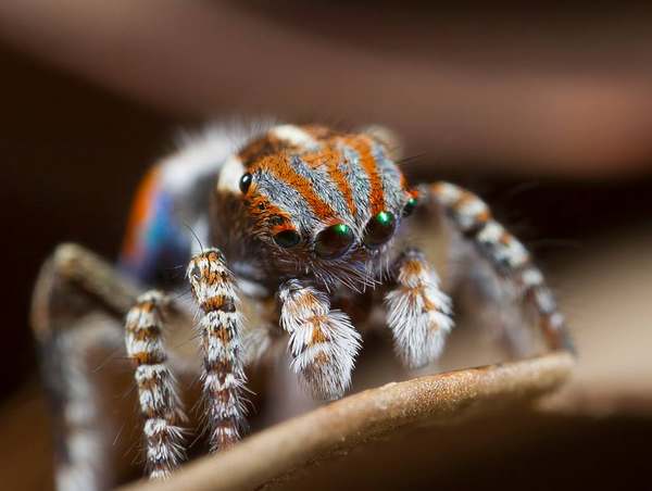 Peacock spider: 7 new species of the most beautiful spider in the world (PHOTO and VIDEO)