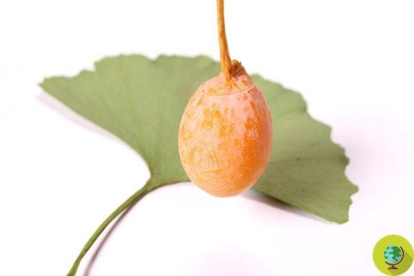 Ginkgo biloba : est-il possible de manger les noix des arbres que l'on trouve en ville ? Seulement si vous suivez ces précautions