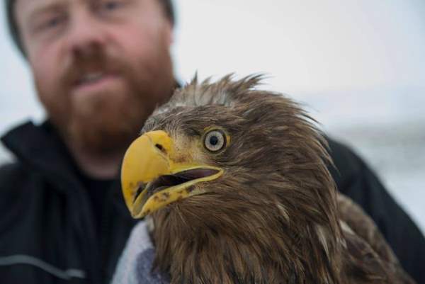 The farmer who saved the oldest eagle in the world