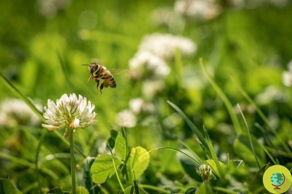 Com o bloqueio, estamos salvando as abelhas: flores silvestres estão surgindo em cidades ao redor do mundo