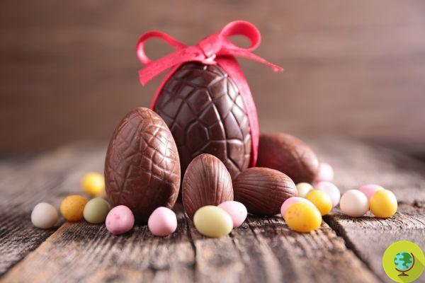 Beware of Easter eggs! Chocolate is a poison for cats and dogs