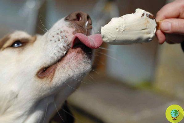 Sorvetes e picolés para cães: 10 receitas muito fáceis para prepará-los em casa