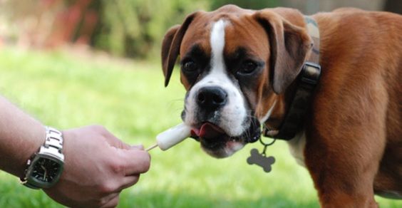 Ice creams and popsicles for dogs: 10 very easy recipes to prepare them at home