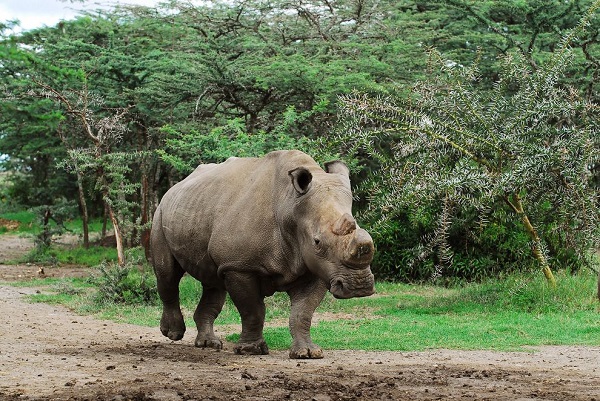 Rhinocéros blancs presque éteints : il n'en reste que 6 dans le monde
