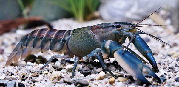New animal species: the most beautiful shrimp in the world