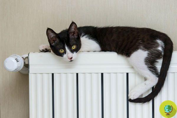 How to use radiators correctly so as not to harm your health