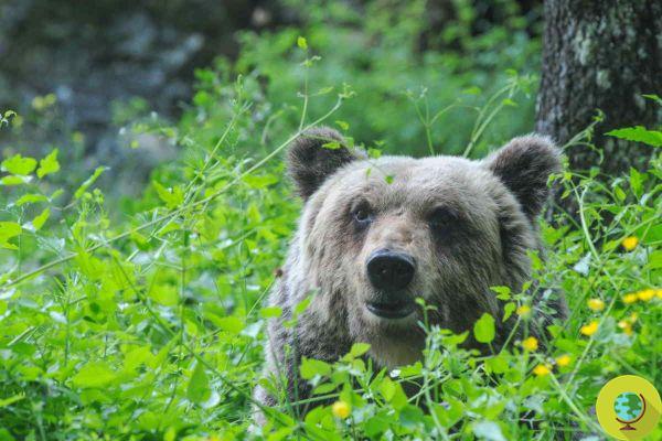 Alpinista encontra um urso: 
