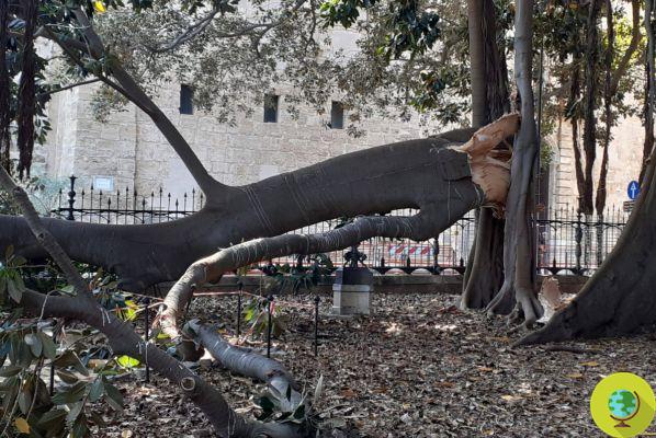 Palermo, desmorona no gigantesco galho quadrado do maior Ficus monumental da Europa