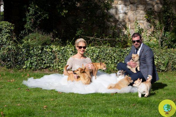 Estes cônjuges celebraram o casamento acompanhados pelos seus 8 cães deficientes que foram abandonados