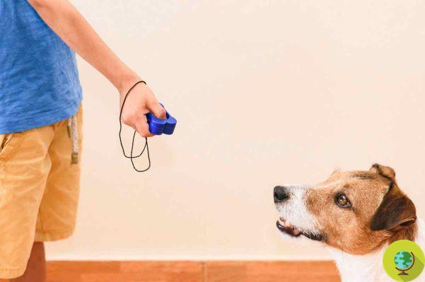 Games to play at home with your dog: 10 activities to have fun when you can't go out