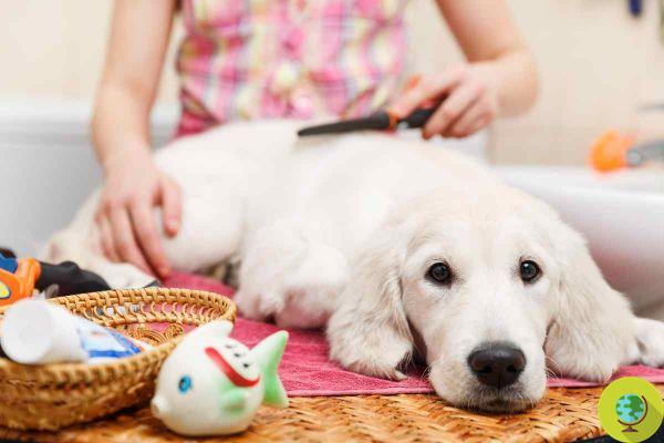 Games to play at home with your dog: 10 activities to have fun when you can't go out