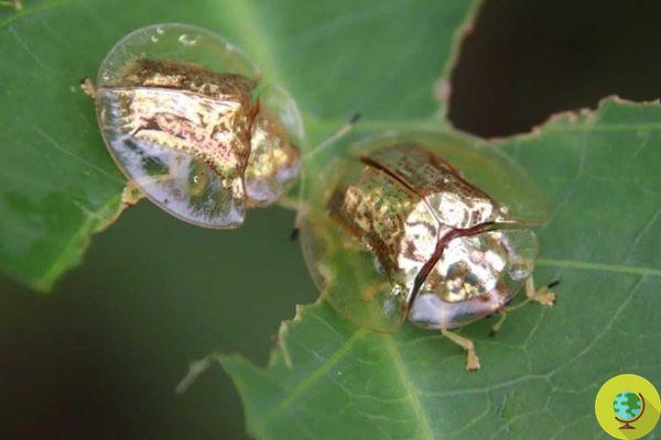 Escarabajo tortuga dorado: el espectacular insecto que parece una pequeña joya