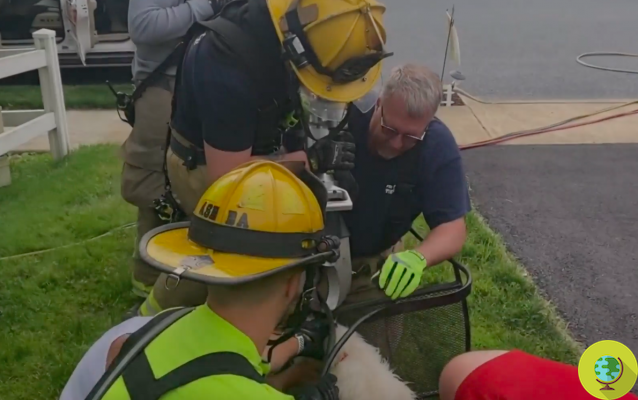 Foram necessários 5 bombeiros para resgatar este cachorro preso em uma cadeira