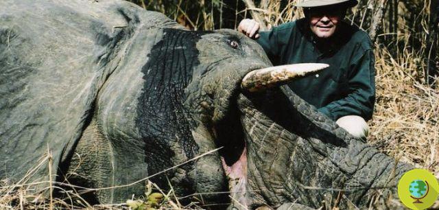 Trump cancela la prohibición de importar trofeos de elefantes muertos en safaris