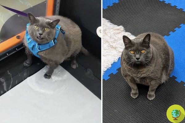 Todos aplauden a Cinder Block, el gato obeso que odia entrenar, pero el veterinario lo obliga a hacer dieta