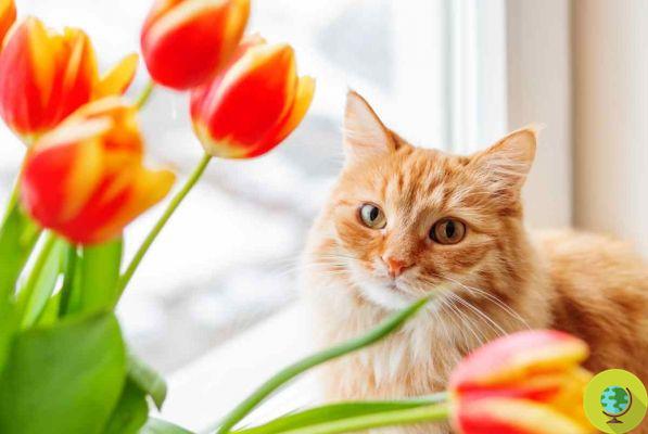 As tulipas são tóxicas para os gatos?