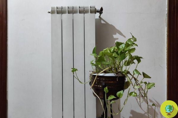 Plantas de interior: como tê-las luxuriantes e saudáveis ​​mesmo com os radiadores ligados