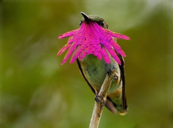 Admire a beleza do beija-flor e o segredo de suas cores (FOTO)