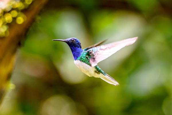 Admira la belleza del colibrí y el secreto de sus colores (FOTO)
