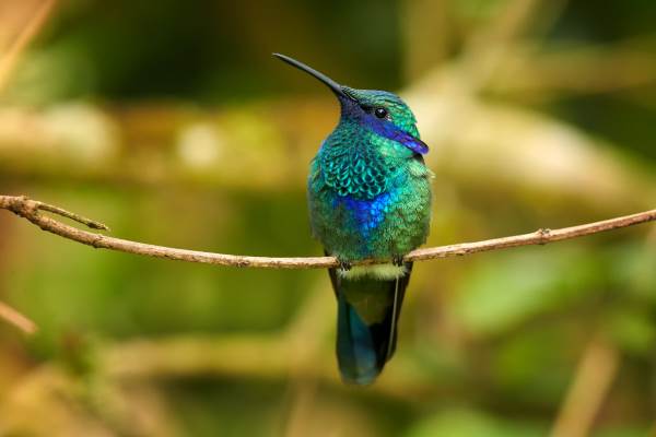 Admirez la beauté du colibri et le secret de ses couleurs (PHOTO)