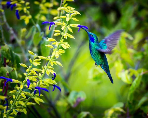 Admire a beleza do beija-flor e o segredo de suas cores (FOTO)
