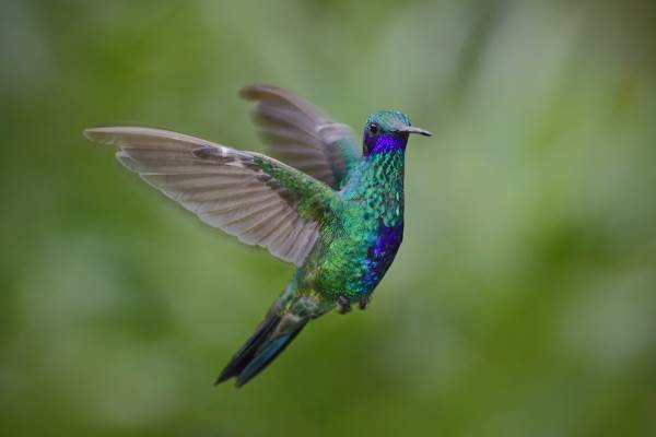 Admira la belleza del colibrí y el secreto de sus colores (FOTO)
