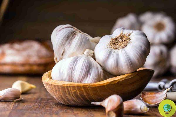 Sleep with a clove of garlic under your pillow and find out what happens to your body