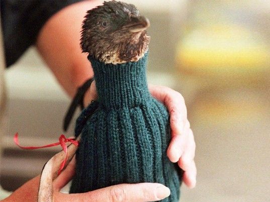Nueva Zelanda: suéteres antiaceite para pingüinos