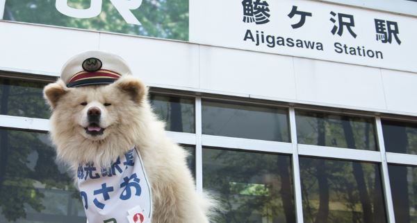 Wasao, le chien nommé chef de gare qui rend le Japon fou