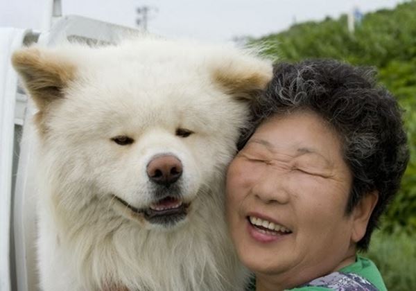 Wasao, el perro llamado jefe de estación que está volviendo loco a Japón