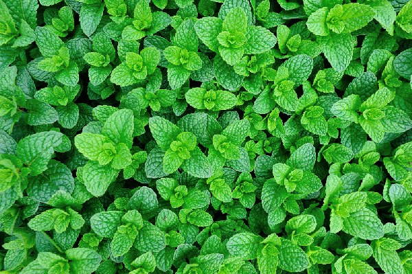 7 herbs to grow to help other vegetables grow better