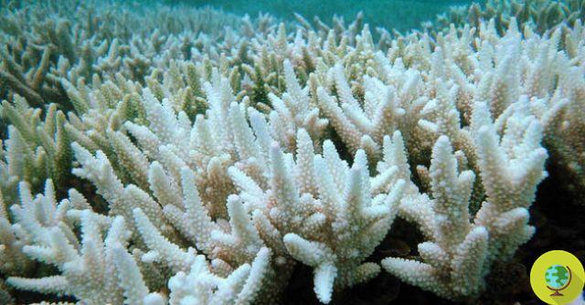 Pacific coral discolored: all the fault of climate change