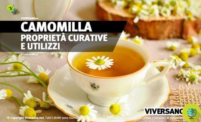Chamomile: properties, uses and contraindications