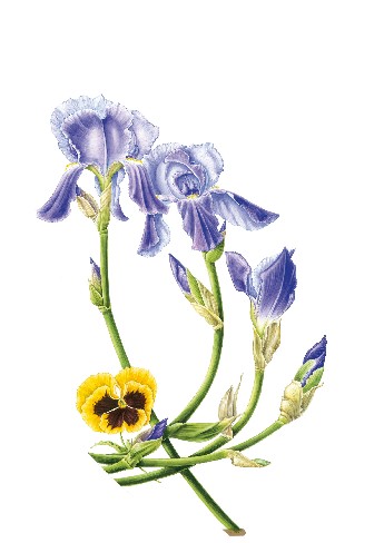 Botanical art: depicting nature and painting the garden