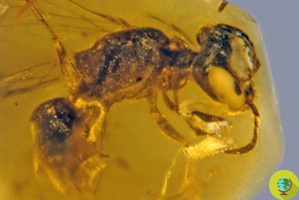 A abelha mais antiga da história tem 100 milhões de anos: inseto fossilizado com pólen encontrado