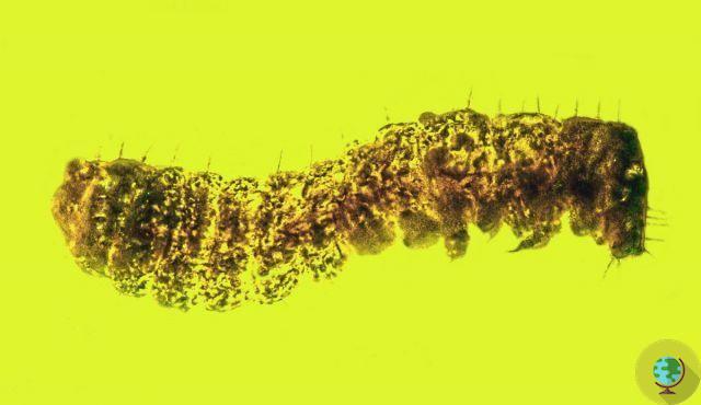 La abeja más antigua de la historia tiene 100 millones de años: hallan insecto fosilizado con polen