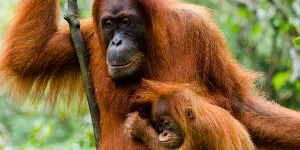 Orangutanes al borde de la extinción por culpa del aceite de palma (VIDEO)