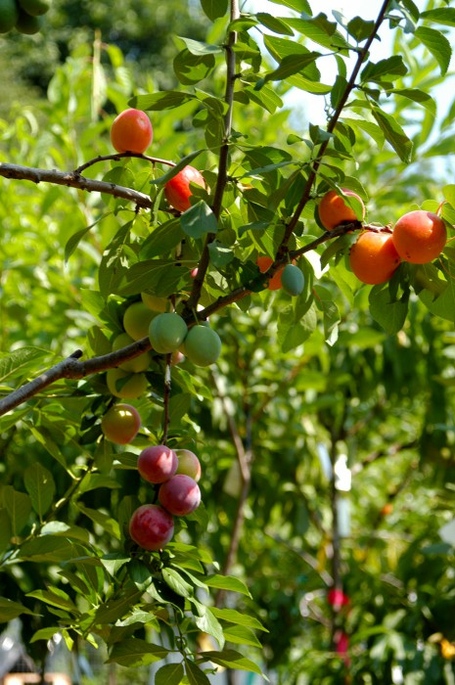 Árvore de 40 frutas: a árvore na qual crescem 40 frutas diferentes